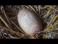 Woodturning wooden Easter egg Woodturning wooden Easter egg