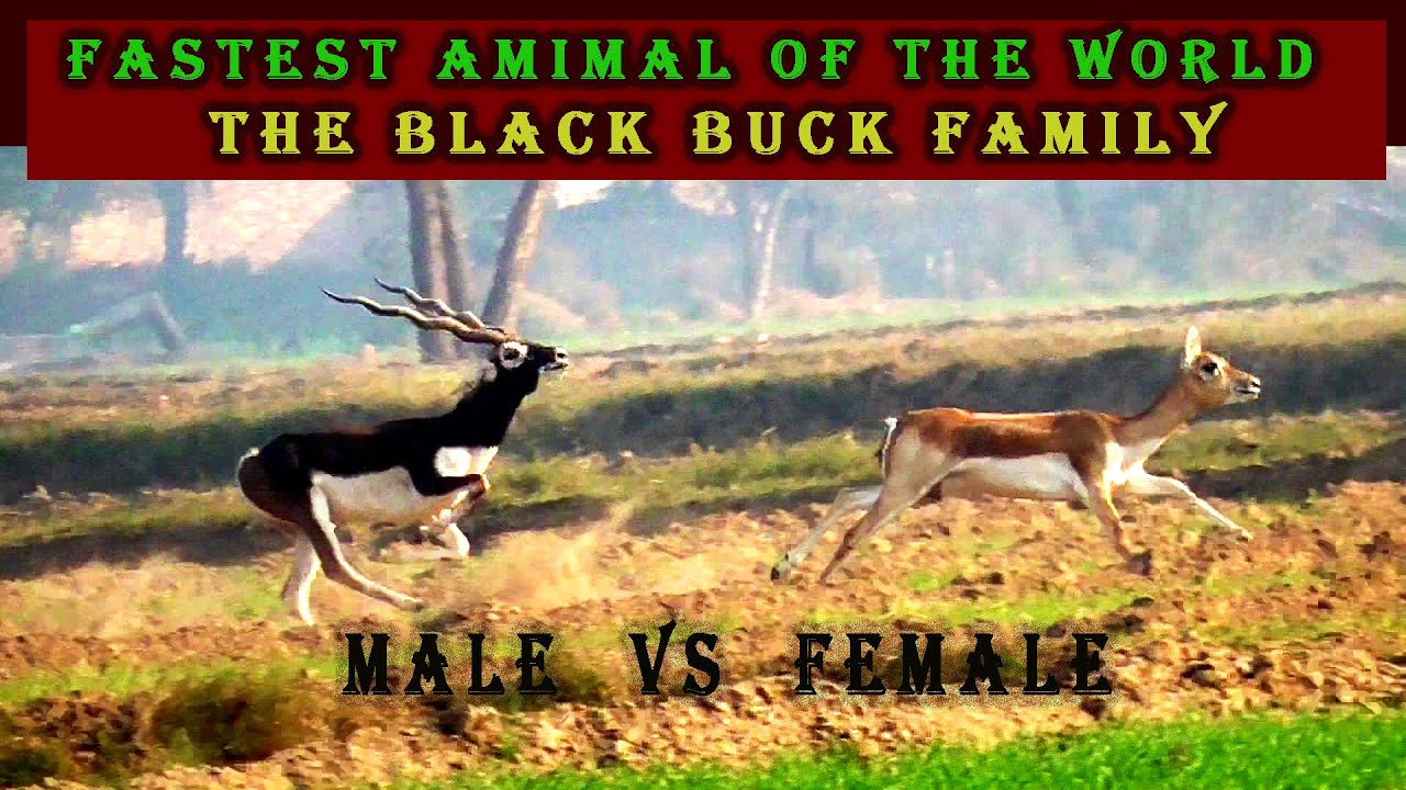 The Word Fastest Animal  The Black Buck Family Male Vs Female Running Competition