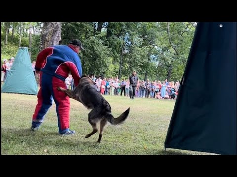Пограничные собаки! Что умеют? Как работают?🐕 Showing skills of border dogs!