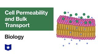 Cell Permeability And Bulk Transport Biology