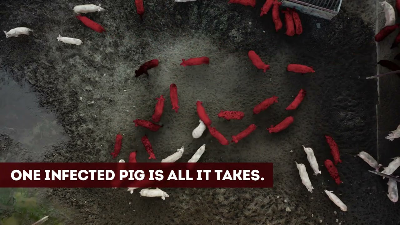One Infected Pig Is All It Takes