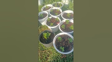 cúc mâm xôi Hà Lan và hàn quốc màu vàng