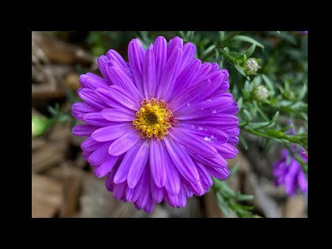 Video: Delicadas flores del jardín de otoño: anémona, aster, vaccaria y chelon