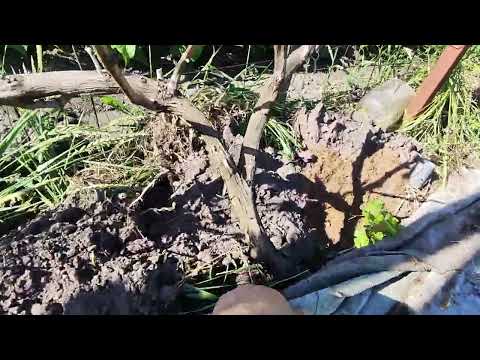 Обзор виноградника первая
