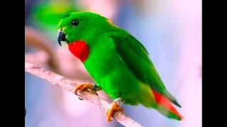 SUARA SERINDIT UNTUK MASTERAN