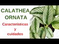 CALATHEA ORNATA. Cuidados y características