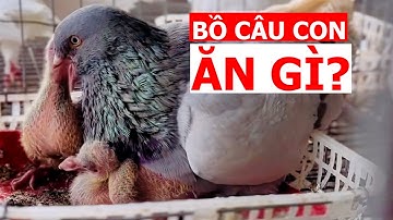 Bồ câu con ăn gì mà lại có chất dinh dưỡng nhiều đến như vậy? | Nông dân làm giàu