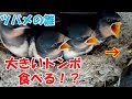 大きいトンボを食べる！？ツバメの雛