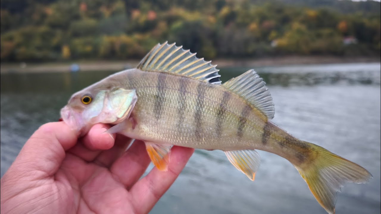 Lov Bandara UL varaličarenjem 17.10-025 jezero 