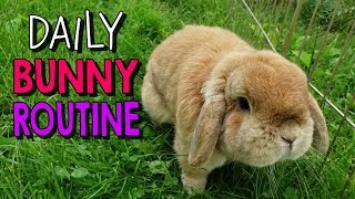 Back by popular demand is an updated daily bunny routine for 2019! see
how i feed, clean, and provide exercise my nine holland lop bunnies
meet the c...