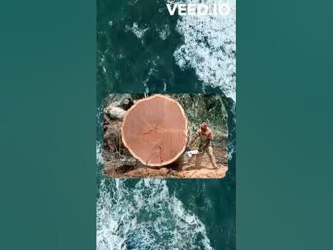 Самое дорогое дерево в мире - YouTube