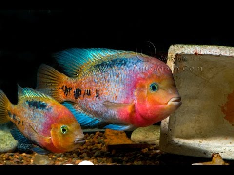 Fish room With synspilum cichlids - YouTube