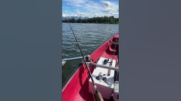 Thumbnail of Giving the birds the Bird!