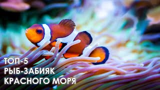 ТОП-5 РЫБ-ЗАБИЯК кораллового рифа // TOP-5 BULLY FISH in the Red sea