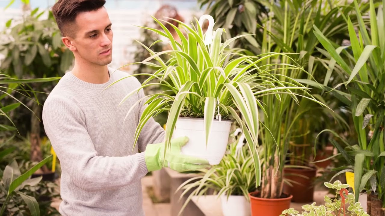 Kurdele Çiçeği: Bakımı, Çoğaltılması, Faydaları - Pratik Bilgi Bankası
