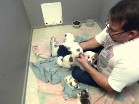 puppy paradise 12 10 14 lila and lucky pups http://www.chi-pup.net
