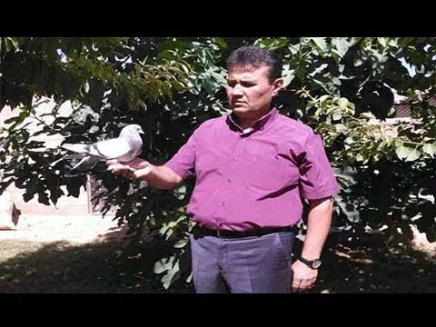 FEYZULLAH AKGÜL' ün 2017 YILI MARDİN FESTİVALİNDE 21 SEFER İLE BİRİNCİLİK ALMIŞ KUŞU!!
