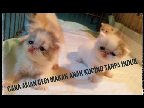 Cara memberi makan anak kucing