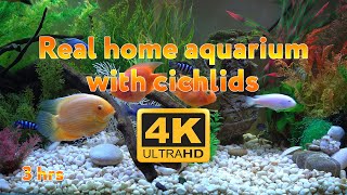 Real aquarium in 4K 🐠 Cichlids 🍀 3 hours