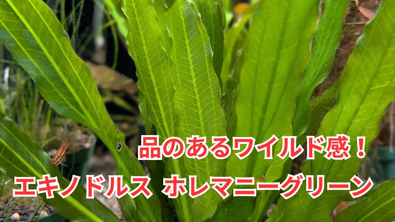 Introducing the beautiful 'Echinodorus holemanii Green' with its