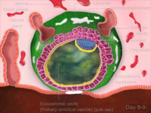 Video: Levande Födelse Och Perinatala Resultat När Alla Embryon är Frusna Jämfört Med Konventionell Färsk Och Fryst Embryoöverföring: En Kohortstudie På 337,148 In Vitro-befruktningscykle