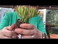 Repotting succulents for beginners - succulent repotting 101