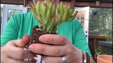 Repotting succulents for beginners - succulent repotting 101