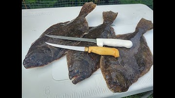 FLUKE! - Fillet and Release!! Easy Filleting for Beginners!!