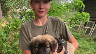 Anatolian Shepherd Puppy Weeks 7-12