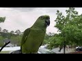 no creerás Vicky madrugo a bañarse en la lluvia/Loro bañando/loro disfrutando de la lluvia/