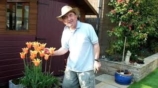 Download Lagu Some beautiful tulips for growing in pots for vivid spring colour! MP3