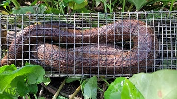 Bắt Được Cặp Rắn Ri Voi Khủng Lồ Ăn Cá, Xa Bẫy Đầm Lầy