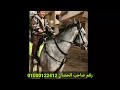 خيل مصري عربي 