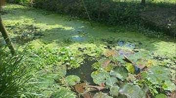 Mô Hình Nuôi Ốc Ở Ao Trại Ốc Nguyễn Cường Hậu Giang 0919748192