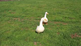 Pekin Adult Ducks