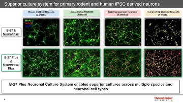 New Gibco B-27 Plus Neuronal Culture System-Next Generation Media for Superior Neuronal..