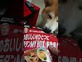 pizzaが食べたい柴犬