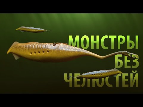 Видео: Когда была бесчелюстная рыба?