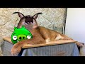 Кот Шлепа жестко зафлексил под песню из bad piggies