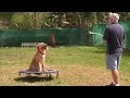 SECRET dog training technique that only top professionals use...... SECRET dog training technique that only top professionals use......
