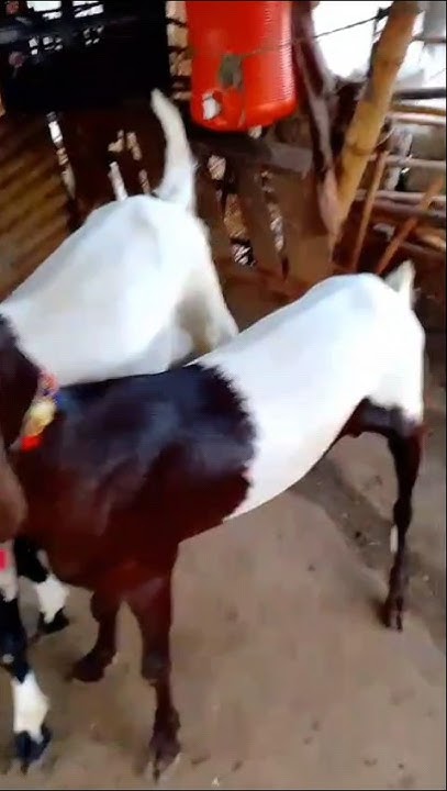 Pair Deal In 80k Pkr 2024 qurbanistatus 2024 goat viral shorts pair-deal-in-80k-pkr-2024-qurbanistatus-2024-goat-viral-shorts