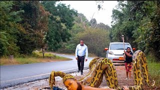 MIMBA YA JINI NYOKA |1-40|FULL HD