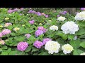 東京都・白山神社のアジサイ