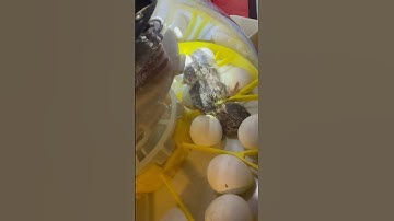 Chim cút con 1 ngày tuổi