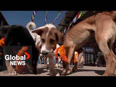 Festival of dogs: nepalese shower pups with colour, treats during tihar