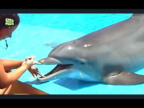Видео: Дельфин иддэг үү?