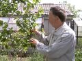Юрий Латенков в рубрике Садовые истории рассказывает как выращивать абрикосы
