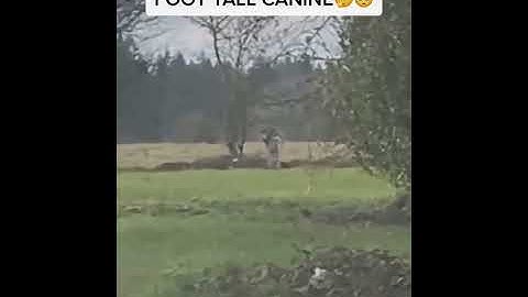 5 foot tall canine wolf or dogman #shorts #tiktok #dogman #wolf