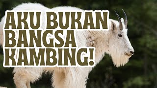 MOUNTAIN GOATS | NOT YOUR ORDINARY GOAT FROM NORTH AMERICA #happynature