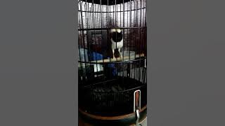 JALAK SUREN ISIAN UNYIL, ES LILIN, NGOMPA KUCING